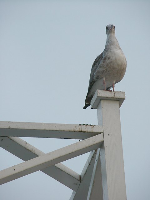 <b>